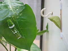 093 Kuranda Butterfly Sanctuary